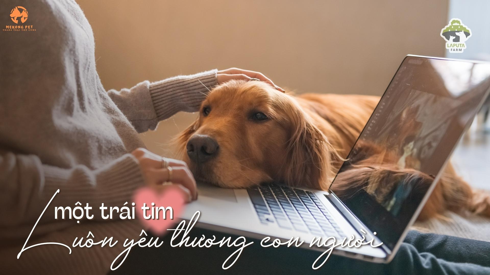 Chó golden vàng bò rất thân thiện, gần gũi, dể dạy và thông minh